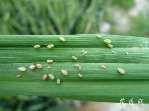 唐山小麦害虫麦蚜防治技术分享