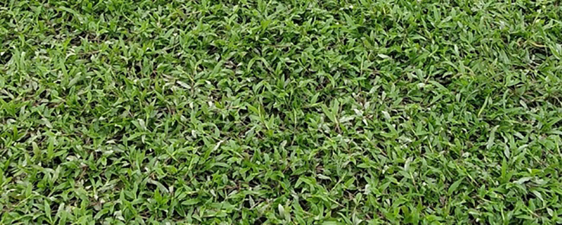 大叶油草养护技术
