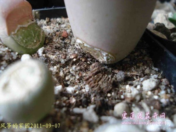 多肉植物浅谈生石花的伤口处理方法图片