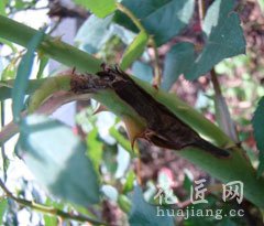 月季枝枯病的防治方法