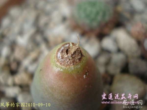多肉植物浅谈番杏科植物在发生烂根后的处理方法图片