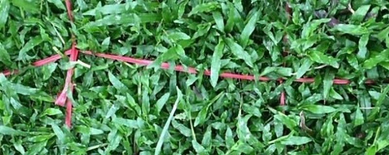 如何种植大叶油草