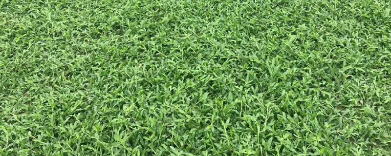 大叶油草冬天会黄吗