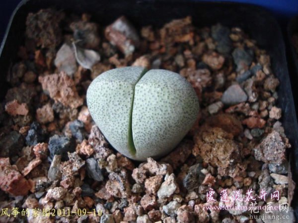 多肉植物浅谈番杏科植物在发生烂根后的处理方法图片