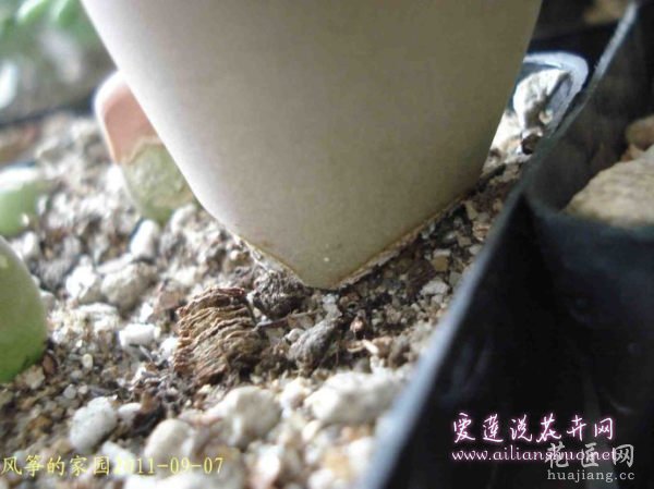 多肉植物浅谈生石花的伤口处理方法图片