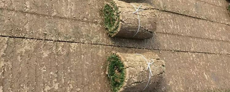 中华结缕草几月枯萎