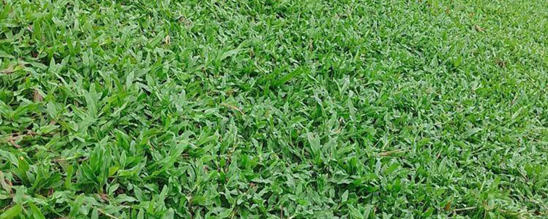 大叶油草种子种植方法