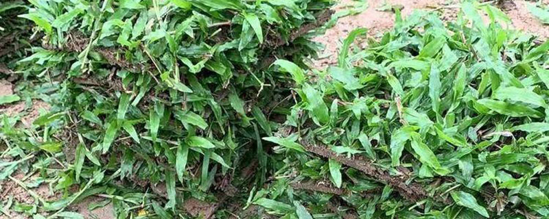 温水泡大叶油草种子多少度