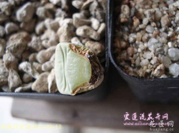 多肉植物浅谈番杏科植物在发生烂根后的处理方法图片