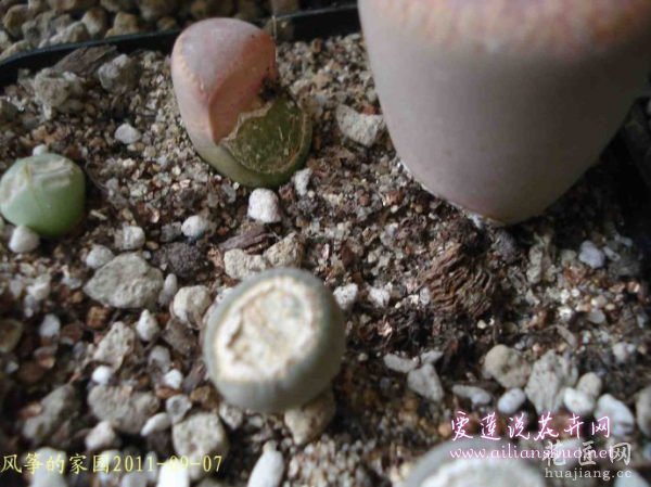 多肉植物浅谈生石花的伤口处理方法图片