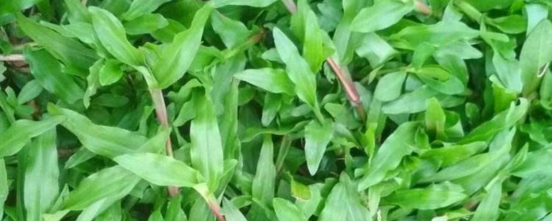 大叶油草种子一亩撒多少斤