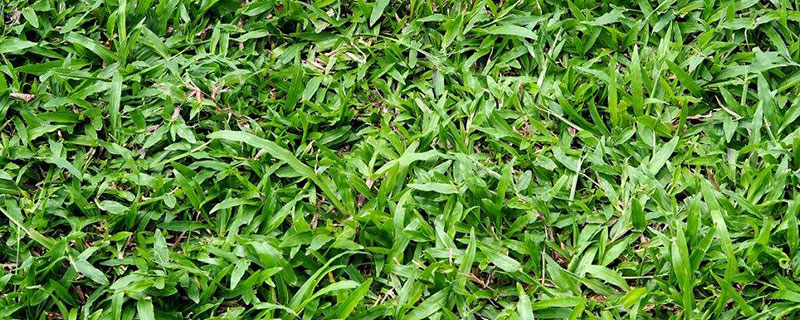 大叶油草种子播种方法 大叶油草种子播种方法