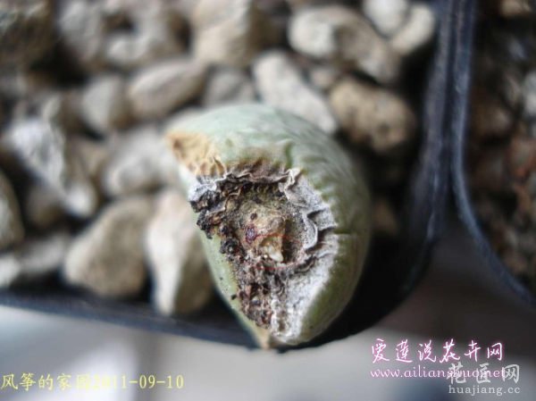 多肉植物浅谈番杏科植物在发生烂根后的处理方法图片