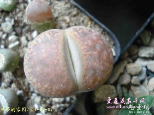多肉植物浅谈生石花的伤口处理方法图片