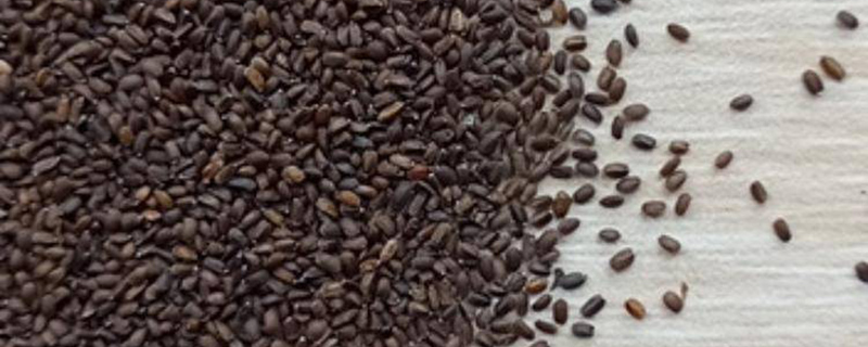 草籽在什么季节种比较好