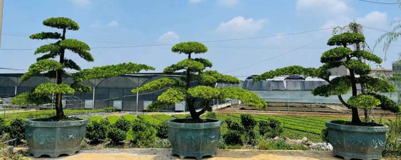庭院适合种植什么树