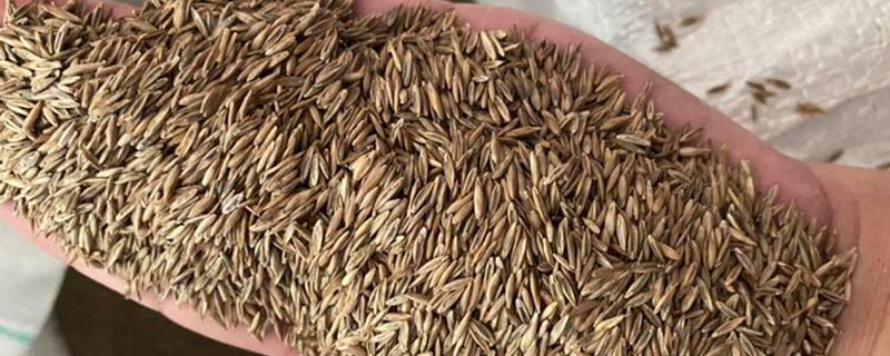 草籽要泡多久能播种