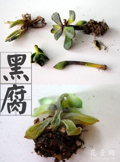 多肉黑腐病的防治心得
