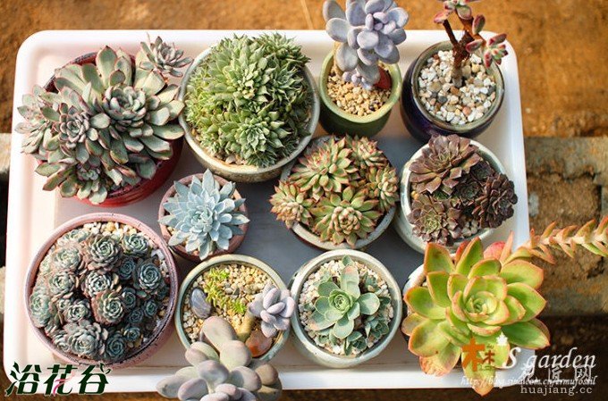 多肉植物冬天怎么养