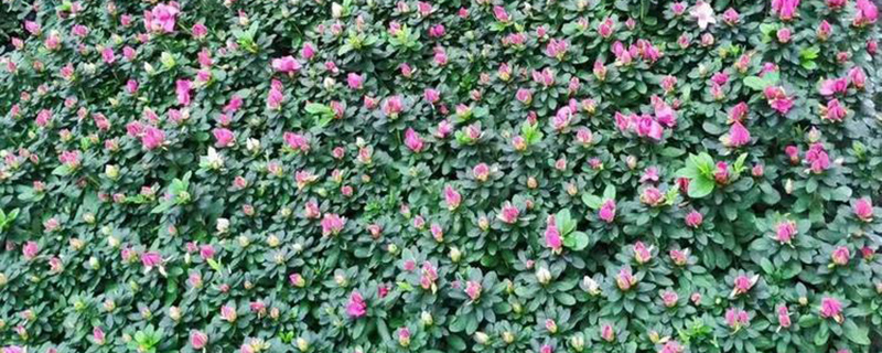 镇江市花是什么花