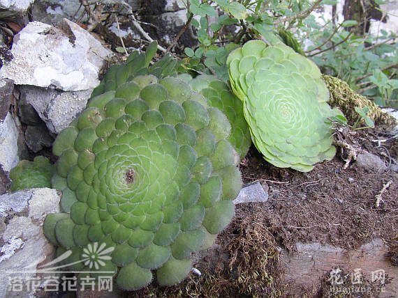 明镜的基本养护及缀化