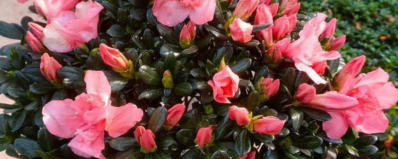 伊春市花是什么花