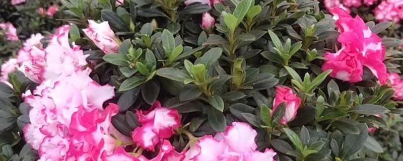 鸡西市花是什么花