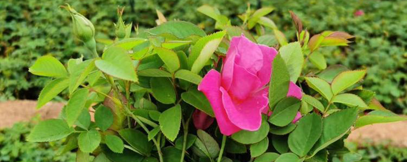 吉林市花是什么花