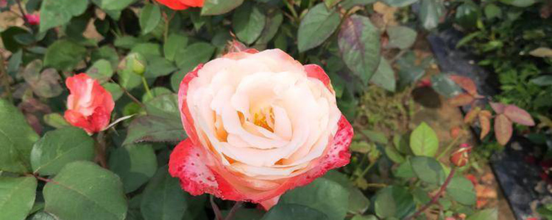 优质月季花苗