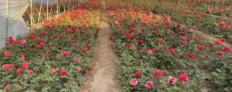 葫芦岛市花是什么花