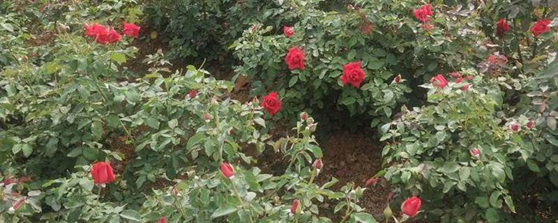 玫瑰花种植基地