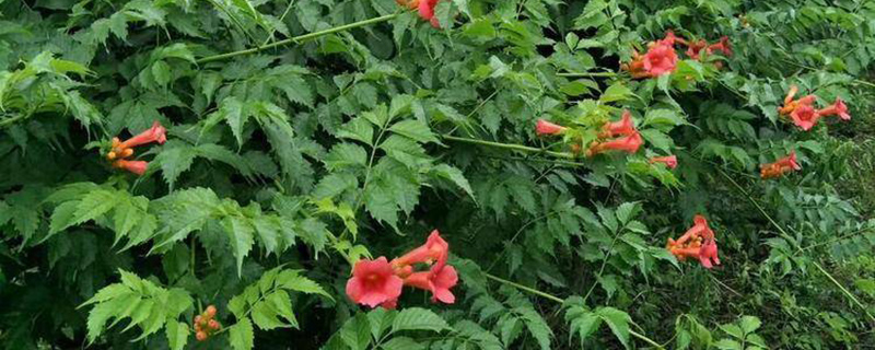 巴彦淖尔市花是什么花