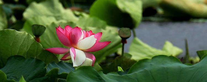 衡水市花是什么花