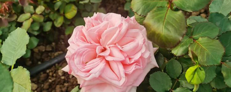 邯郸市花是什么花