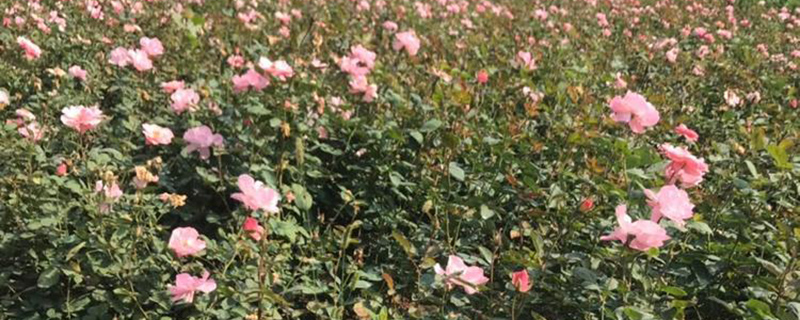 廊坊市花是什么花