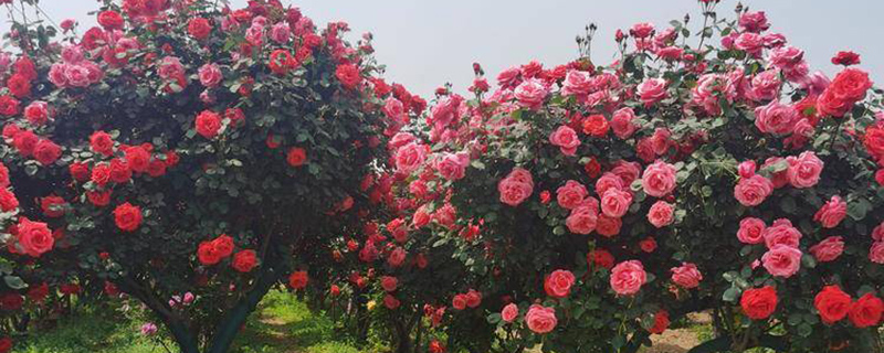 石家庄市花是什么花