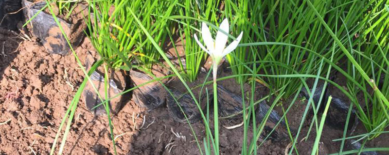 葱兰是草本还是木本植物 葱兰是草本还是木本植物