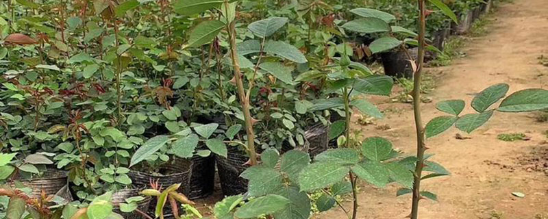 黄色月季花语象征与寓意 黄色月季花语象征与寓意