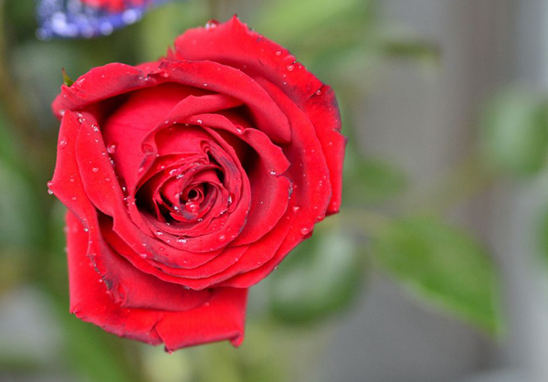 玫瑰花