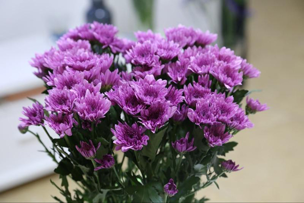 菊花
