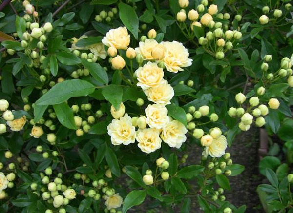 木香花的花语是什么？木香花的寓意和象征