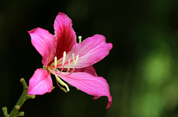 紫荆花