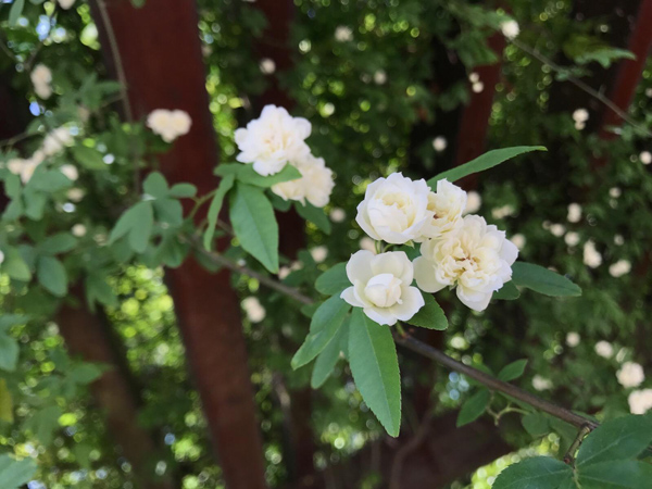 木香花