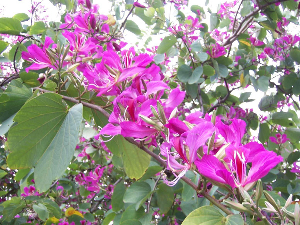 紫荆花