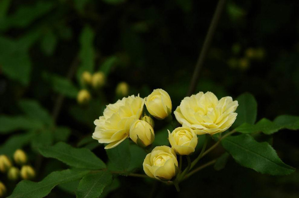 木香花