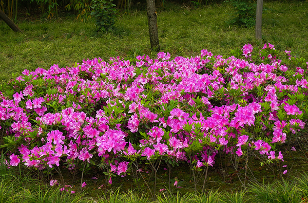 杜鹃花的花语是什么？杜鹃花的寓意和象征