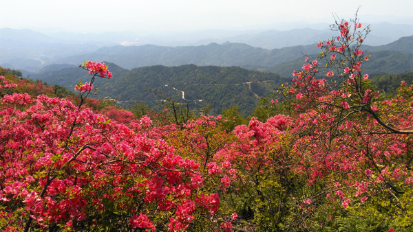 杜鹃花