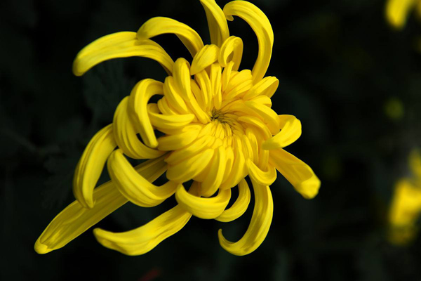 黄菊花