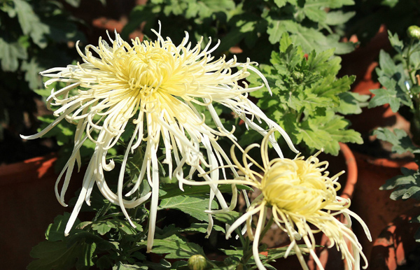 菊花