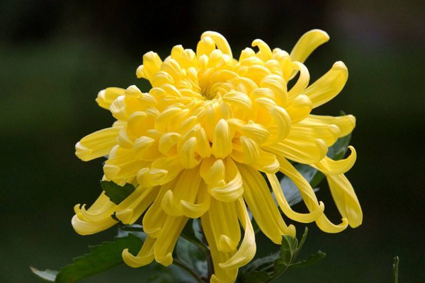 黄菊花